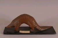 海南穿山甲藏品圖，第3張